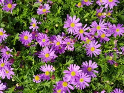 ברכיקומה מנוצה