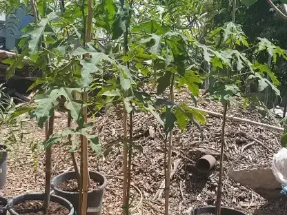 ברכיכיטון אדרי