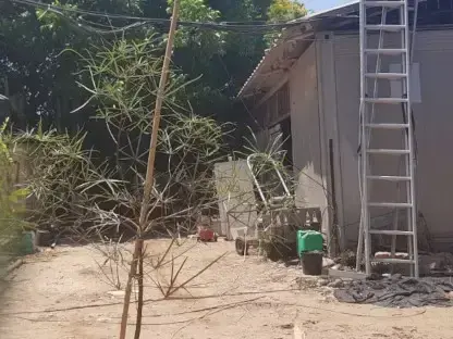 ברכיכיטון הסלעים