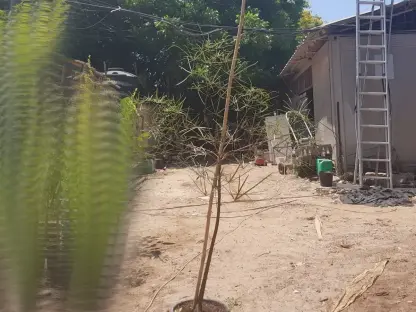 ברכיכיטון הסלעים