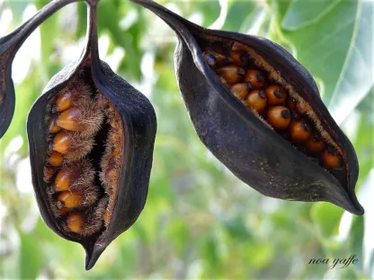 ברכיכיטון צפצפתי
