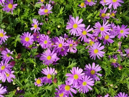 ברכיקומה מנוצה