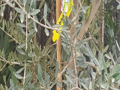 זית אירופי 'ברנע'