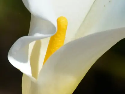 בת קלה חבשית לבנה