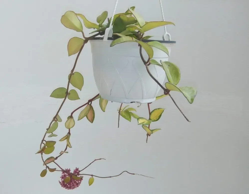 פריחת בת שבע ורוד-לבן