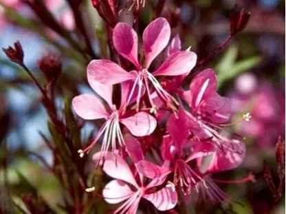 גאורה קיפחת