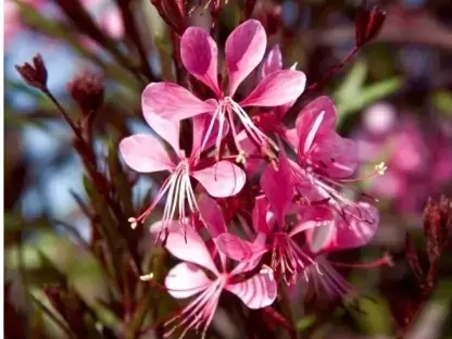 גאורה קפחת ורוד בכוסית