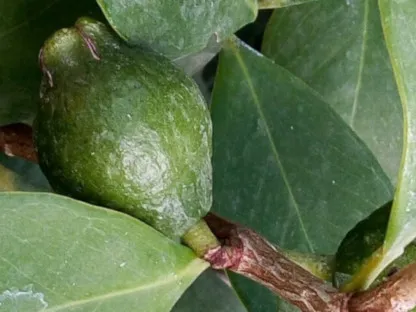 גויאבה תותית