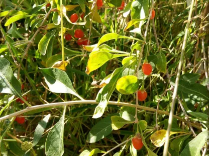 פירות אדומים על שיח גוג'י ברי