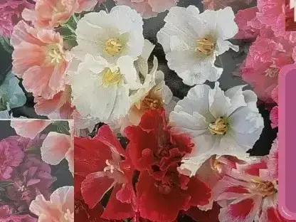 גודציה, קלרקיה נעימה, פריחה בשלל צבעים