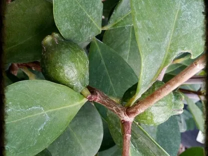 גויאבה תותית