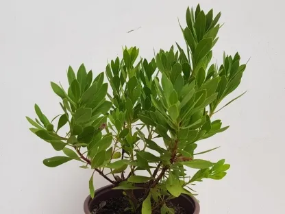 גולנית יובשנית אחרי פסח