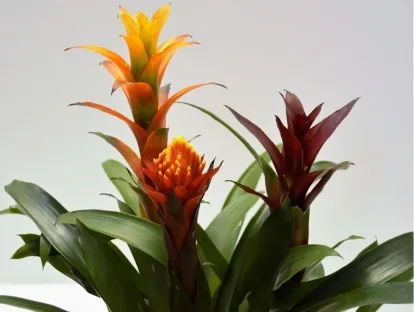 גזמניה לשונית