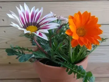 גזניה אשונה