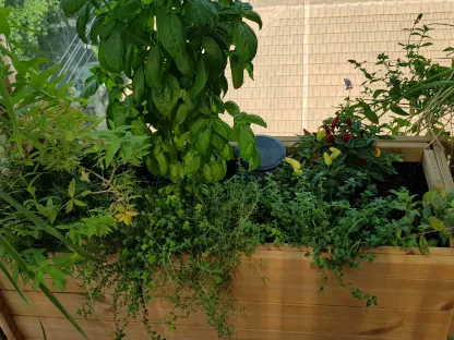 צמחי תבלין ומרפא באדנית עץ