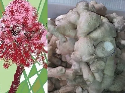 ג'ינג'ר  Ginger, Zingiber