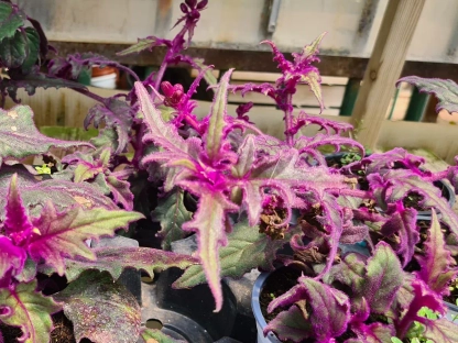 גינורה זהובה ז.ש. ע' 15 ס"מ עלווה סגולה