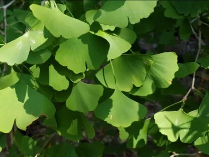 גינקו בילובה