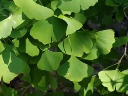 גינקו בילובה, לרכישה בשני גדלים, צמח מרפא ונוי