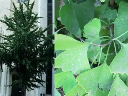 גינקו דו-אונתי GINKGO BILOBA