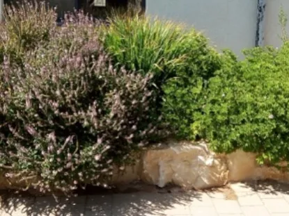 גידול צמחי תבלין במסלעה