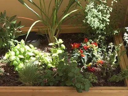 אדנית עץ עם צמחי תבלין ותועלת