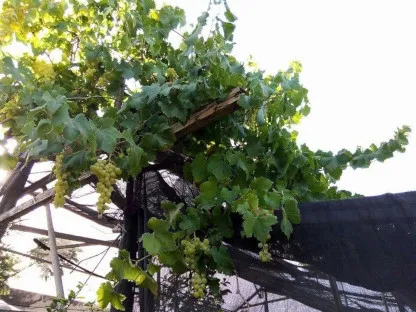גפן למאכל בגינת המשתלה