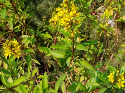 גלפימיה (תריאליס) מכחילה