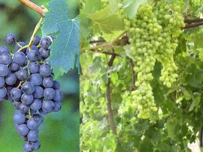 גפן - Vitis vinifera