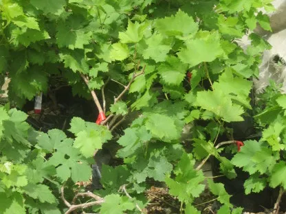 גפן היין זאני