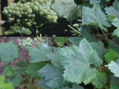 גפן היין סולטנינה