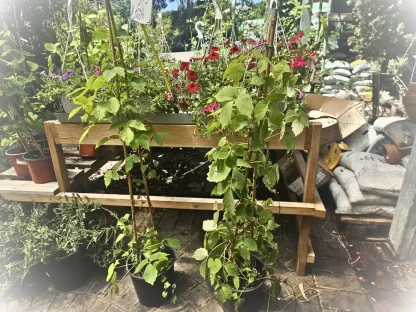 גפנית משלשת