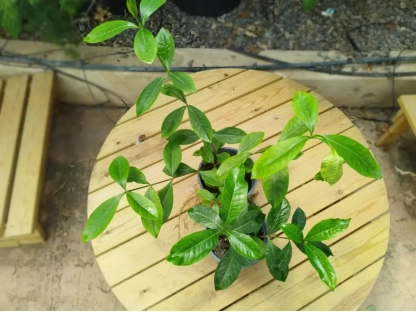 גרדניה יסמינית פריחה לבנה