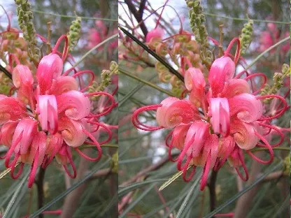 פריחה ורודה של גרוילאה ג'ונסוניי