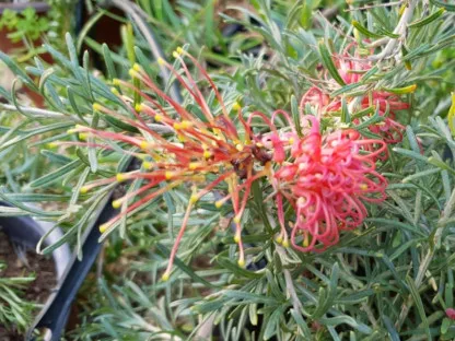 פריחה אדומה של גרוילאה טלמני