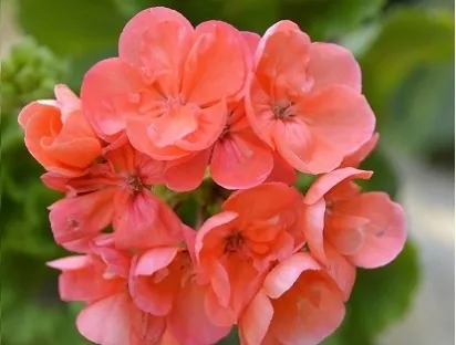 גרניום זקוף