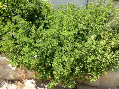 שיח גרניום לימוני במסלעה