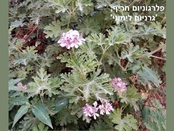 פלרגוניום חריף