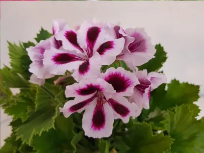 גרניום צרפתי  פריחה מגוונת