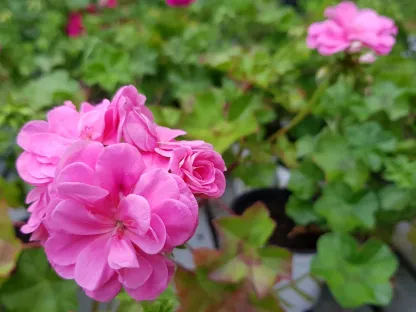 גרניום זוחל פרח מלא