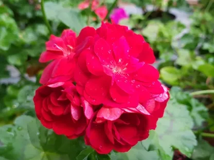 גרניום זוחל תריסני אדום