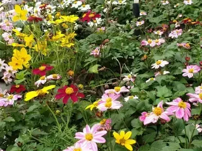 דו שן גזור עלים (בידנס) שלל צבעים בעציץ 10-12 ס"מ