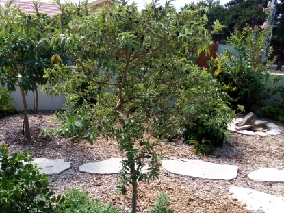 דוגמה לחיפוי גינה ברסק עץ בשילוב אבני מדרך