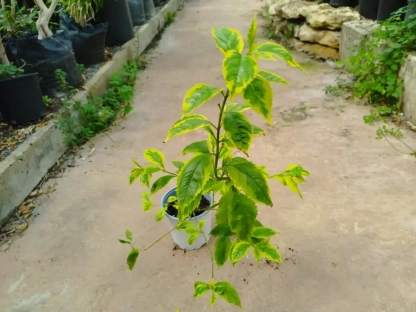 דורנטה מצויה 'גולד אייג' עם עלווה מגוונת