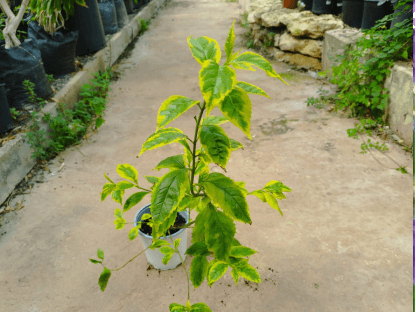 דורנטה מצויה 'גולד אייג' עם עלווה מגוונת