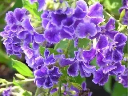 דורנטה מצויה `גיישה גירל`