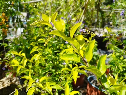 דורנטה זקופה 'זהובה'