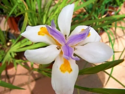 דיאטס גדולת-פרחים