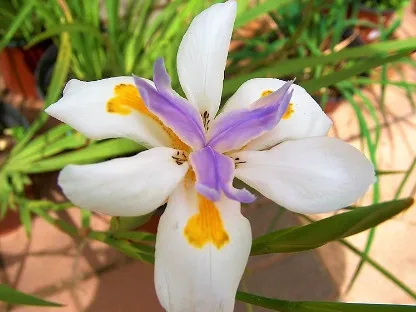 פריחת דיאטס גדולת פרחים בסגול צהוב ולבן