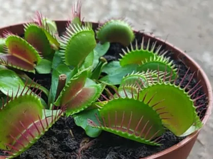 דיונאה (דיונאת הזבובים)